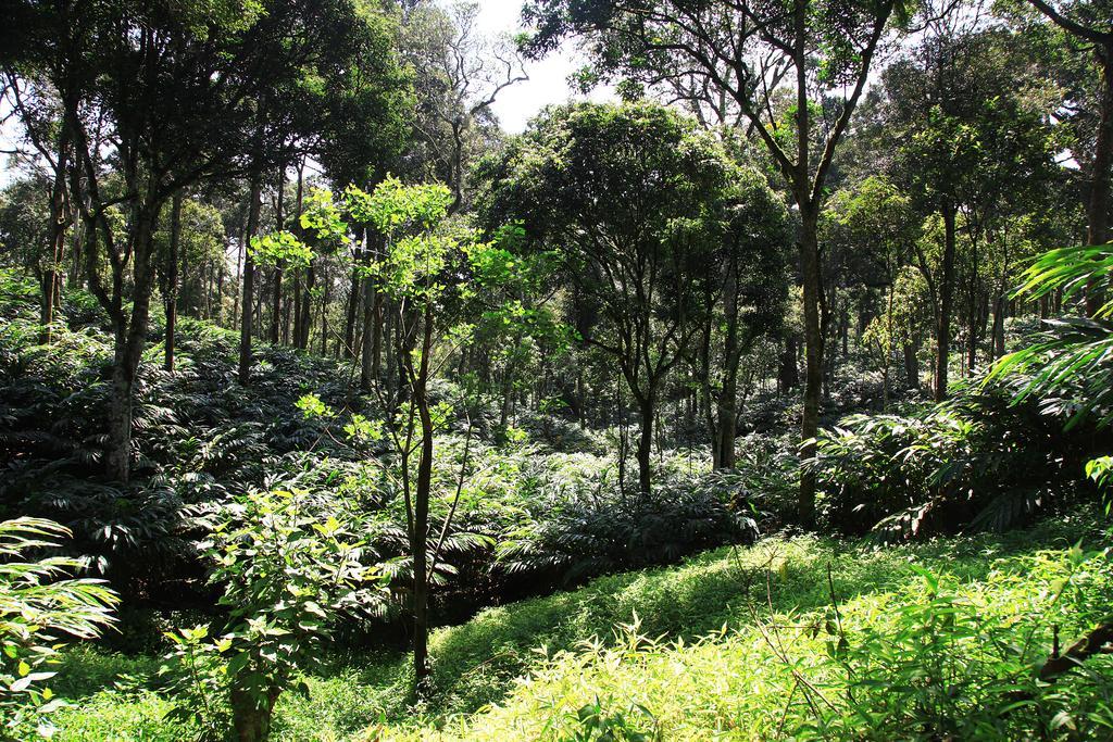 Thekkady Kalarickal Heritage Bungalow Vandanmedu Kültér fotó